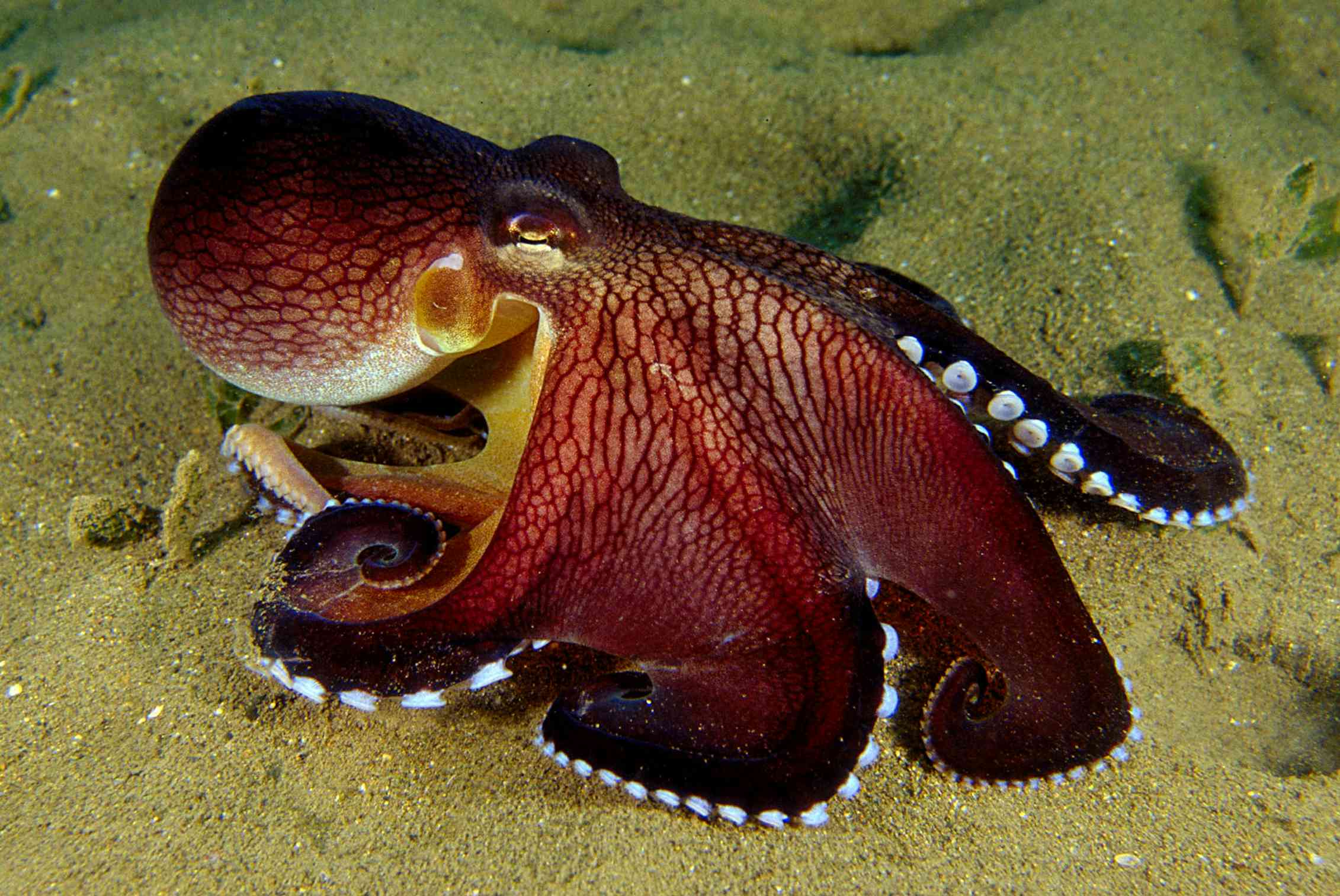 Сообщение удивительные обитатели океана. Amphioctopus marginatus. Спрут головоногий моллюск. Двужаберные головоногие. Синекольчатый осьминог.