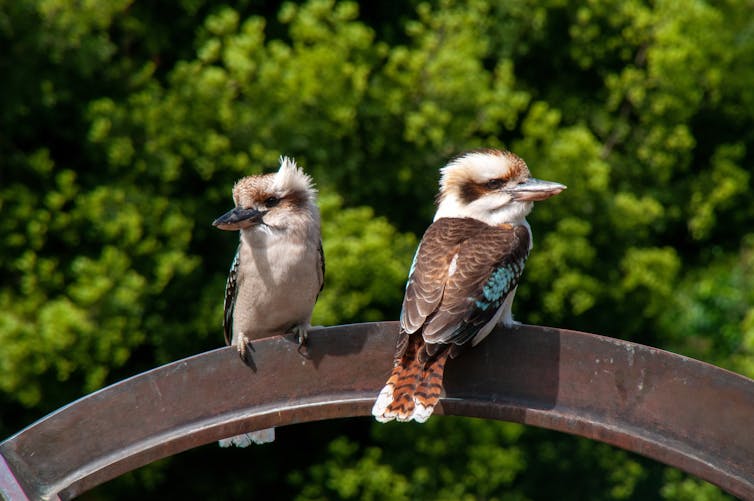 Two kookaburras perched on a metal arch