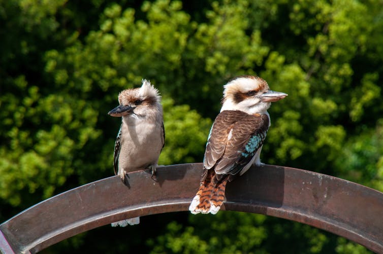 اثنين من kookaburras تطفو على قوس معدني