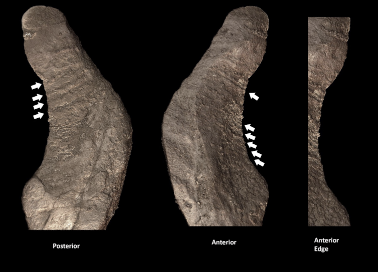 The purported stone artifact (from synchrotron X-ray) showing so-called scratches and edge serrations may actually be a natural rock and not culturally modified.