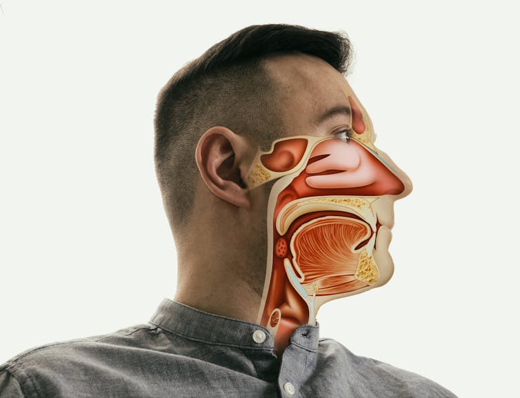 Man's head in profile with anatomy of nose, mouth and throat drawn on top
