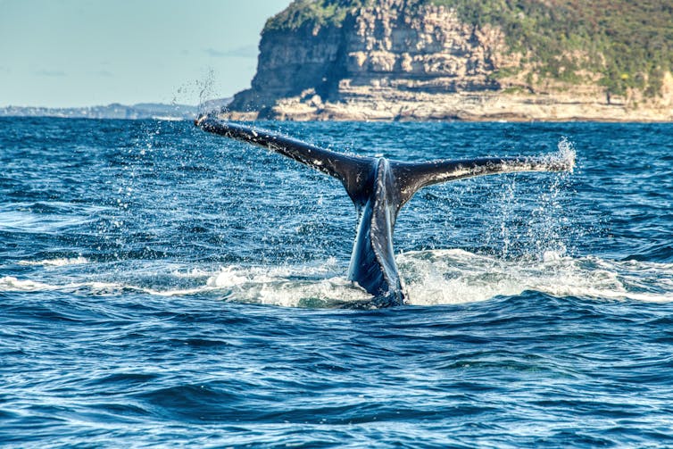 whale tail emerging from sea