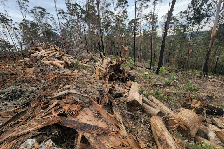 A newly logged native forest in New South Wales