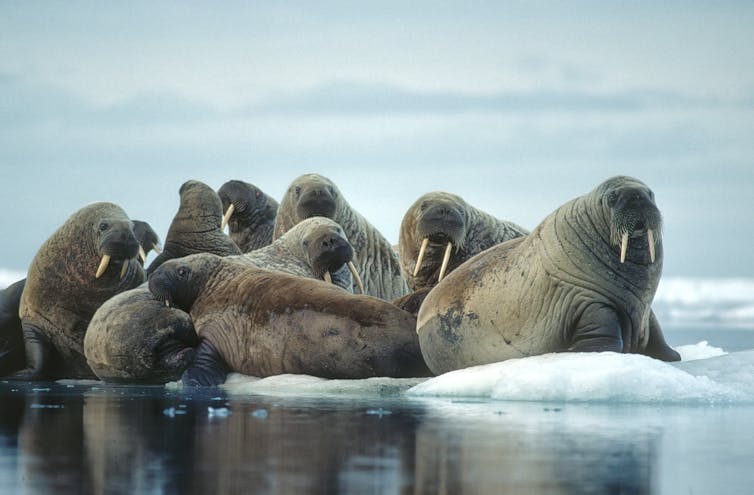 Walruses on ice floe