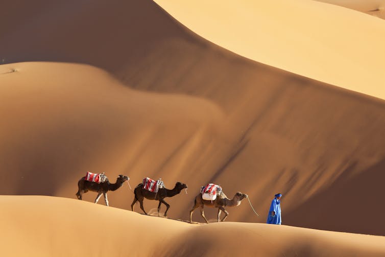 robed person leads three camels across a sand dune landscape