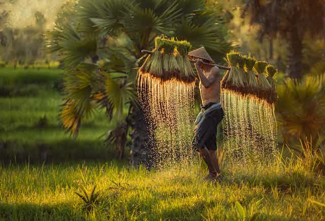shirtless farmer holding carrying pole with rice plants dripping water in Thailand