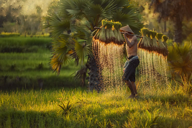 shirtless farmer holding carrying pole with rice plants dripping water in Thailand