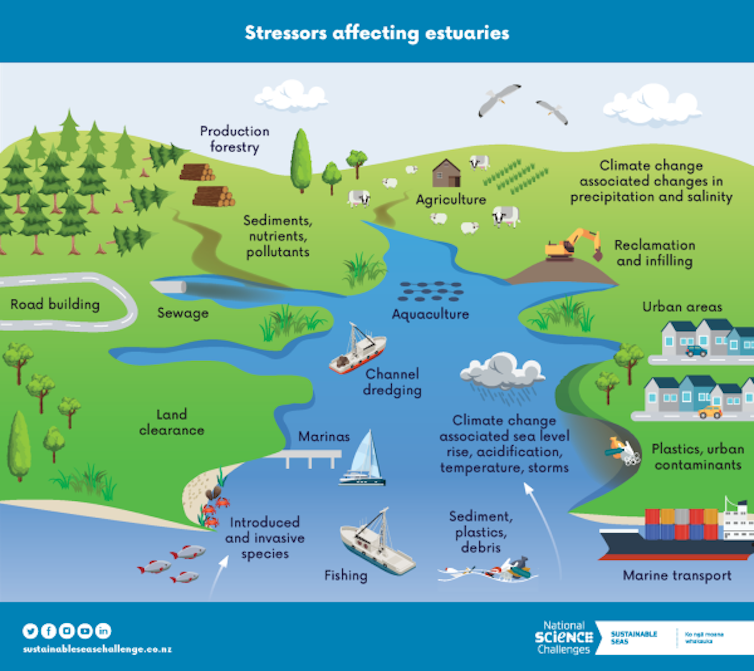 A graphic showing the activities on land and at sea that affect estuaries.