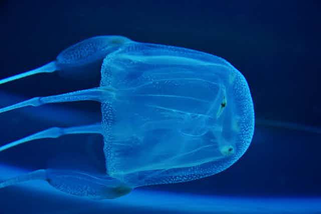 Box jellyfish