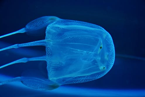 How to treat jellyfish stings (hint: urine not recommended)
