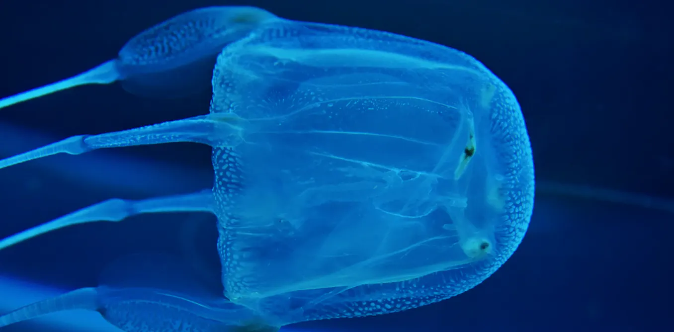 does tobacco help jellyfish stings Box Sting: Emergency First Aid, Side Effects, and Symptoms How to treat jellyfish stings