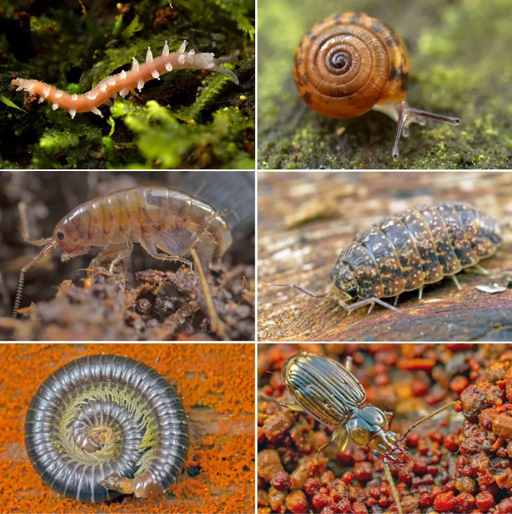 Common Invertebrates More than 60 billion leaf litter invertebrates died in the Black Summer ...