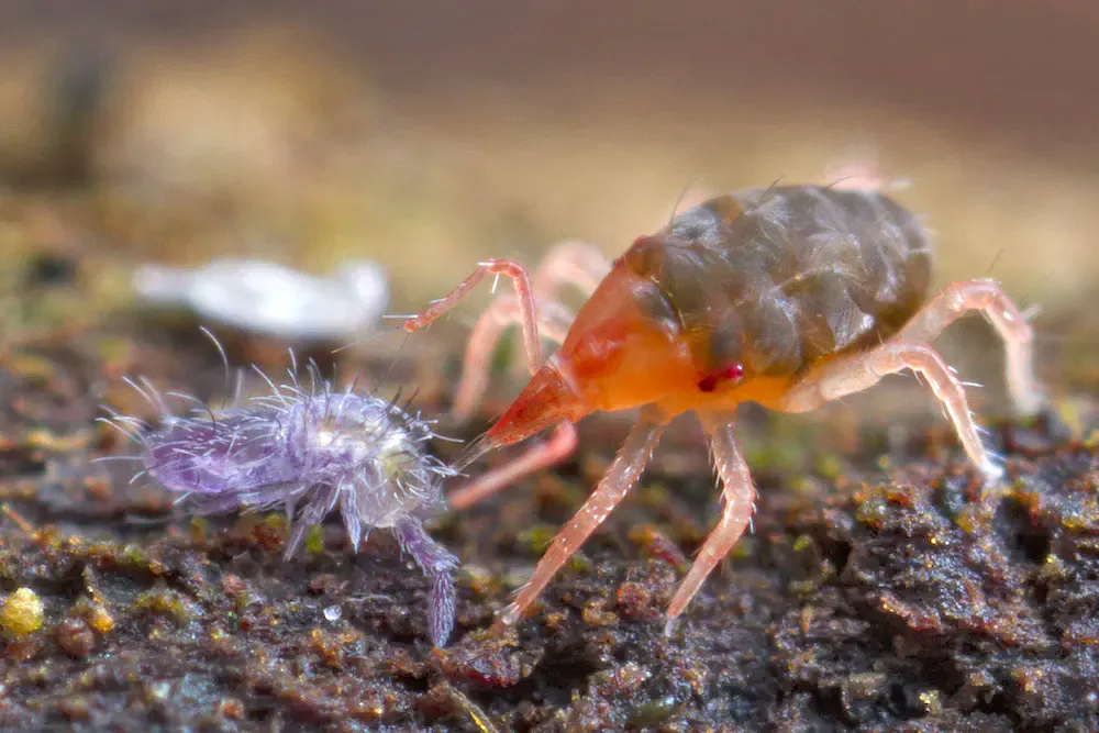 More than 60 billion leaf litter invertebrates died in the Black Summer ...