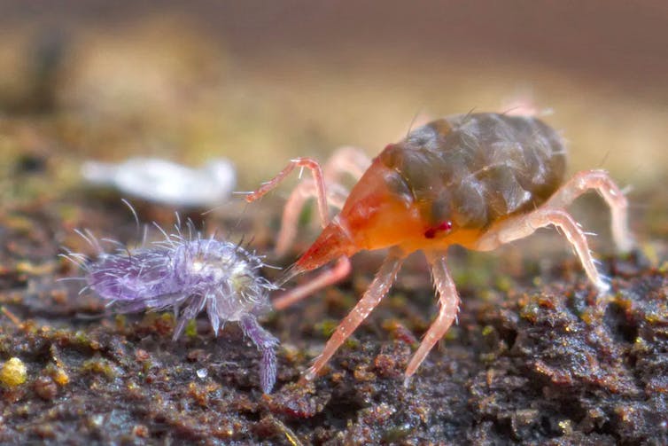 mite eating springtail