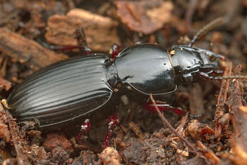 More than 60 billion leaf litter invertebrates died in the Black Summer fires. Here's what that did to ecosystems