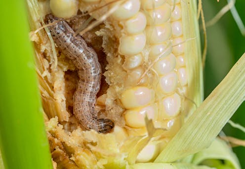 New Zealand needs to up its biosecurity game to protect the country from the next devastating pest threat