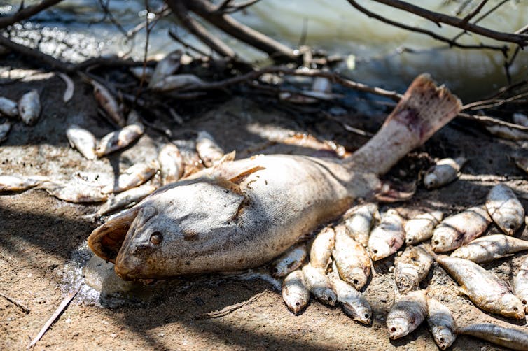 murray cod dead