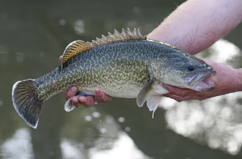 Murray cod – News, Research and Analysis – The Conversation – page 1