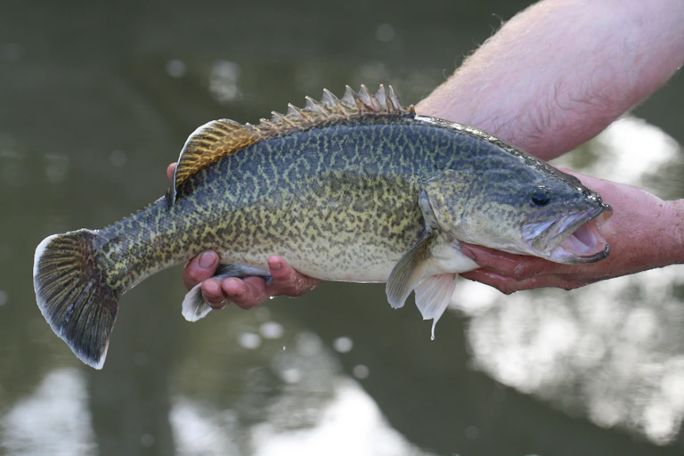 murray cod
