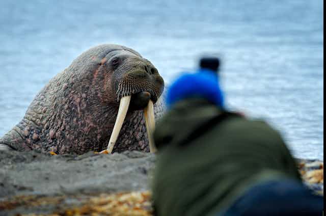 Wildlife photographer taking a picture of a walrus on a sand beach.