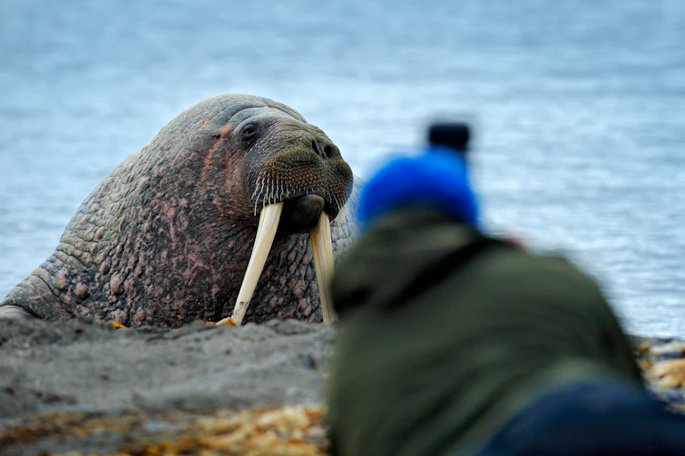 Wildlife photographer taking a picture of a walrus on a sand beach.