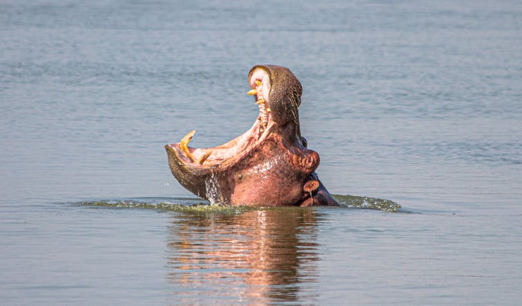 Cabeça de hipopótamo saindo da água com a boca aberta.