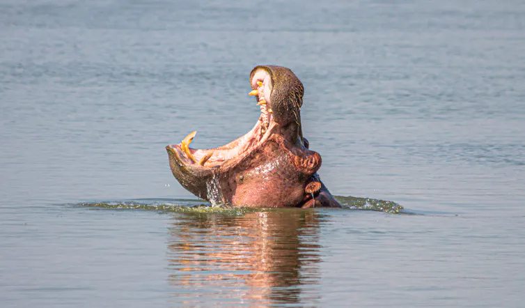Hippo head coming out of water with its mouth wide open.