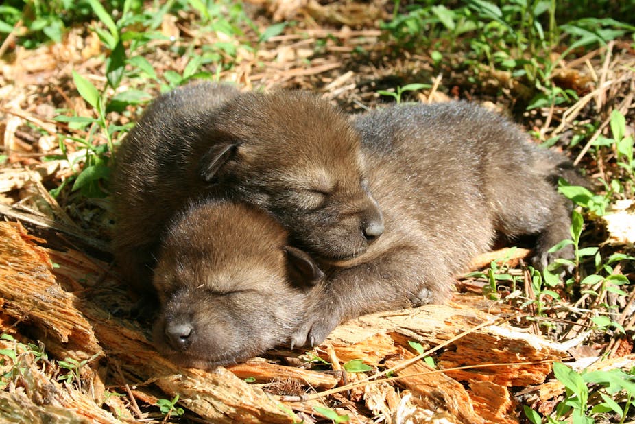 The red wolf fought back from the brink of extinction, and now it's  adopting pups to survive