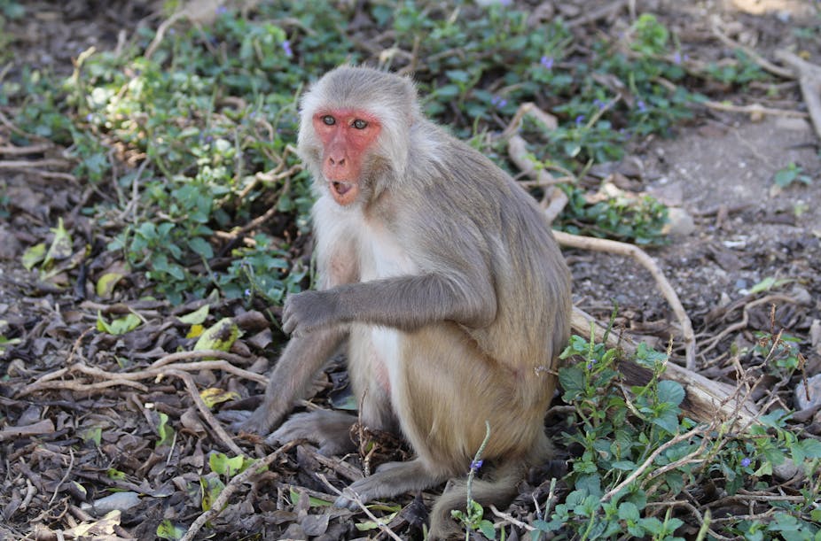 Surprised looking primate with pink face
