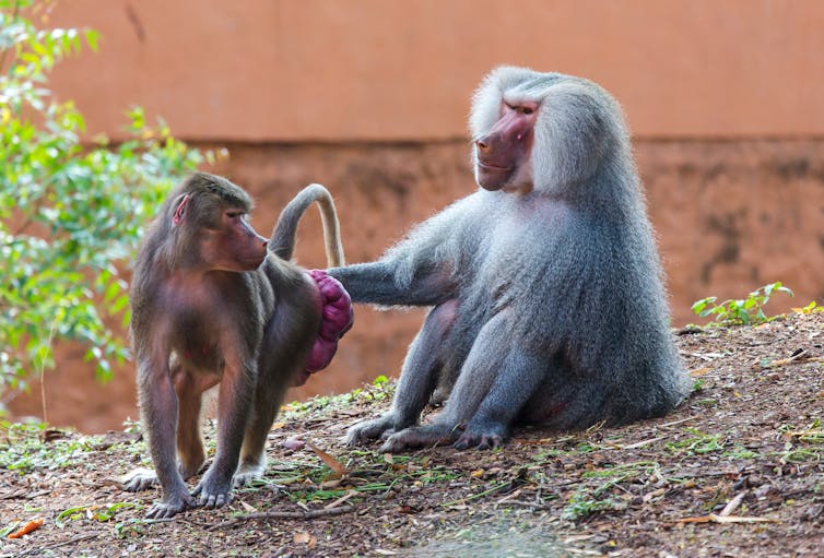 Male baboon with mane touches the swollen bottom of a female