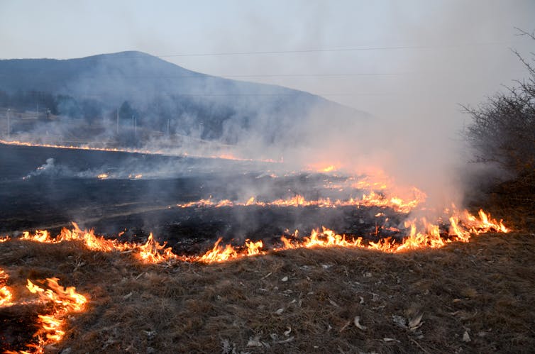 a line of fire in a meadow