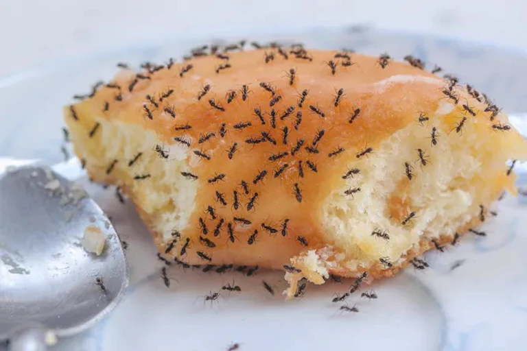 semut mengerubungi makanan