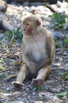 Primate sitting on the ground with its paws in its lap