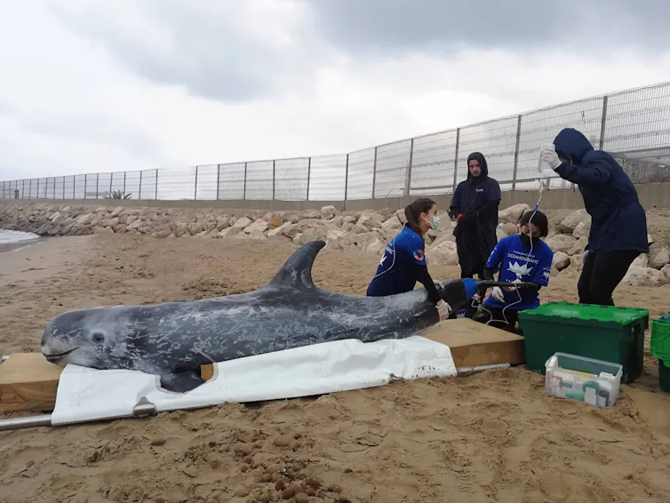 El equipo de rescate de la Fundacion Oceanografic atiende a un calderón gris