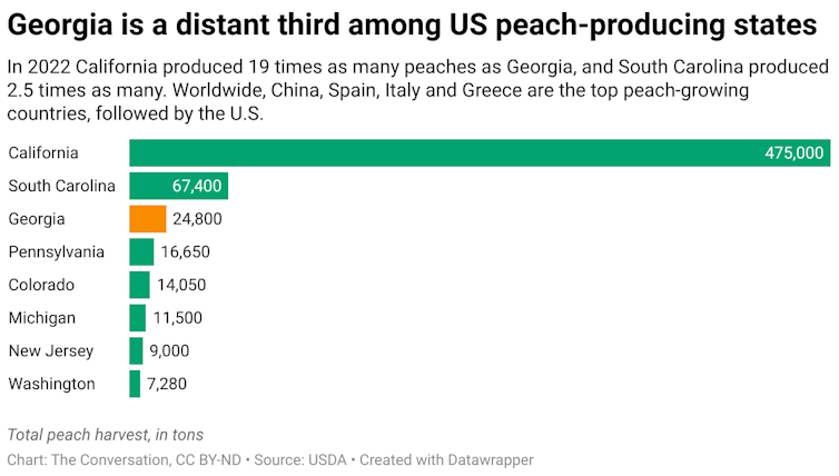 A bar graph showing the rankings of US peach producing states in 2022. The highest peach producing state is California, followed by South Carolina and then Georgia.