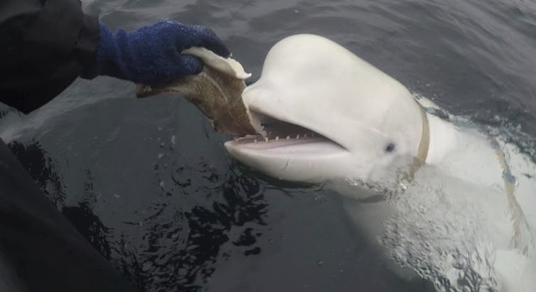 a beluga whale first spotted in Arctic Norway in 2019 with an apparent Russian-made harness