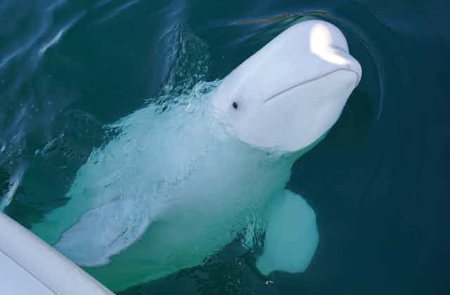 Looking down at the Beluga whale Hvaldimir in northern Norway