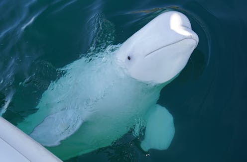 A Russian 'spy' whale? Killer whales biting boats? Here’s how to understand these close encounters of the curious kind