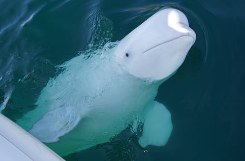 A Russian 'spy' whale? Killer whales biting boats? Here’s how to understand these close encounters of the curious kind