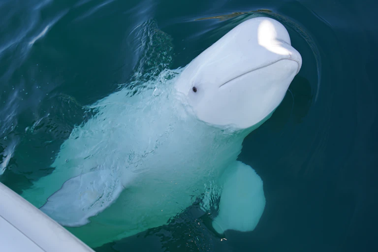 Looking down at the Beluga whale Hvaldimir in northern Norway