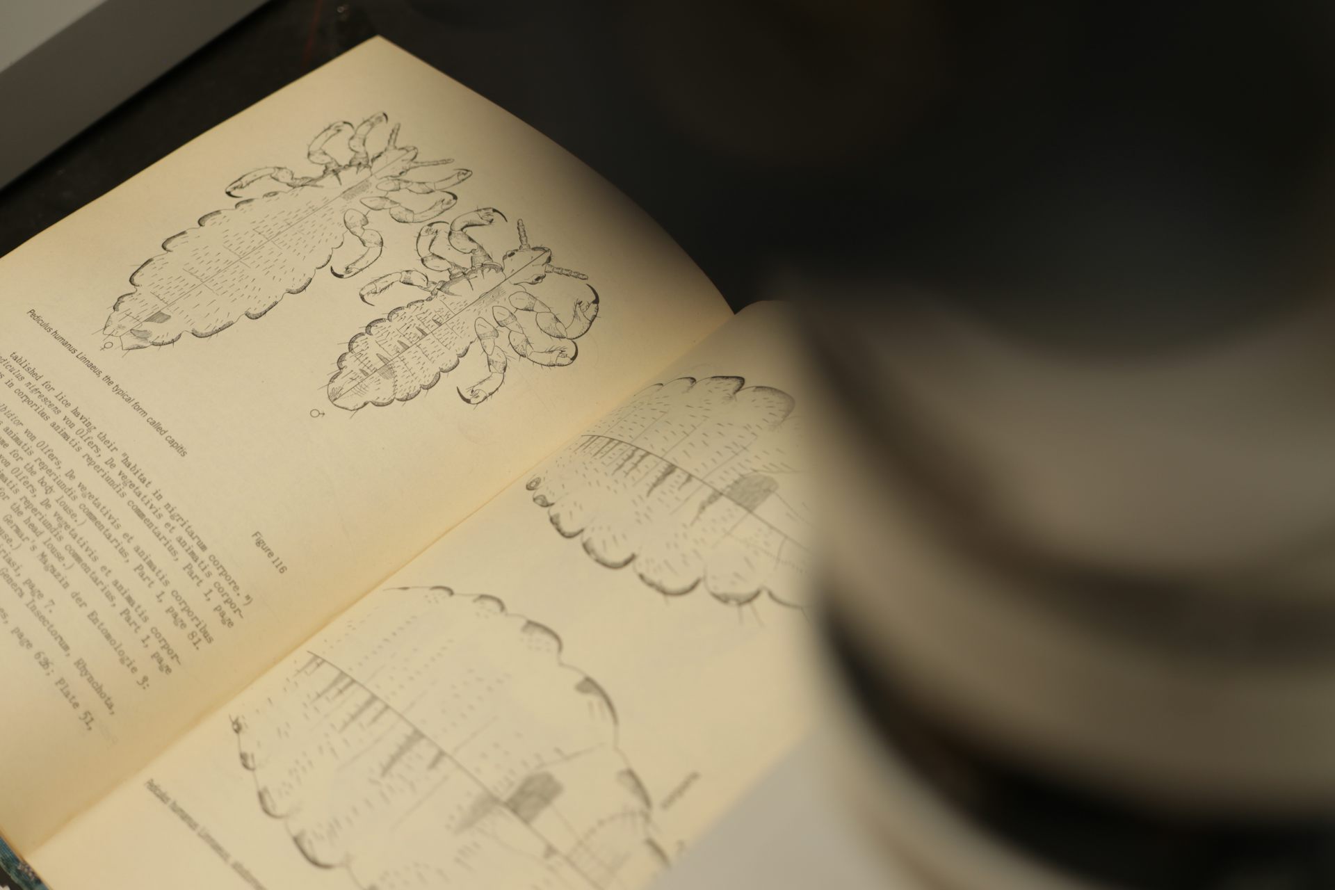 Head lice have perfectly designed claws to scuttle up shafts of hair.