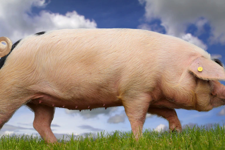A large pig in profile, walking on green grass against a cloudy blue sky, a yellow chip on its ear.