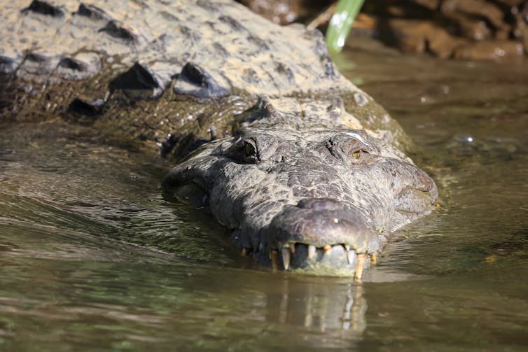 Crocodile américain flottant dans une rivière au Costa Rica
