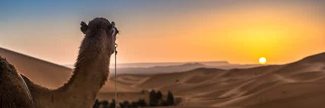 A camel looks over sandy dunes to the sunset on the horizon.