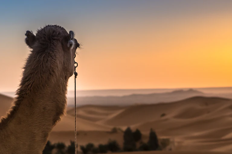 A camel looks over sandy dunes to the sunset on the horizon.