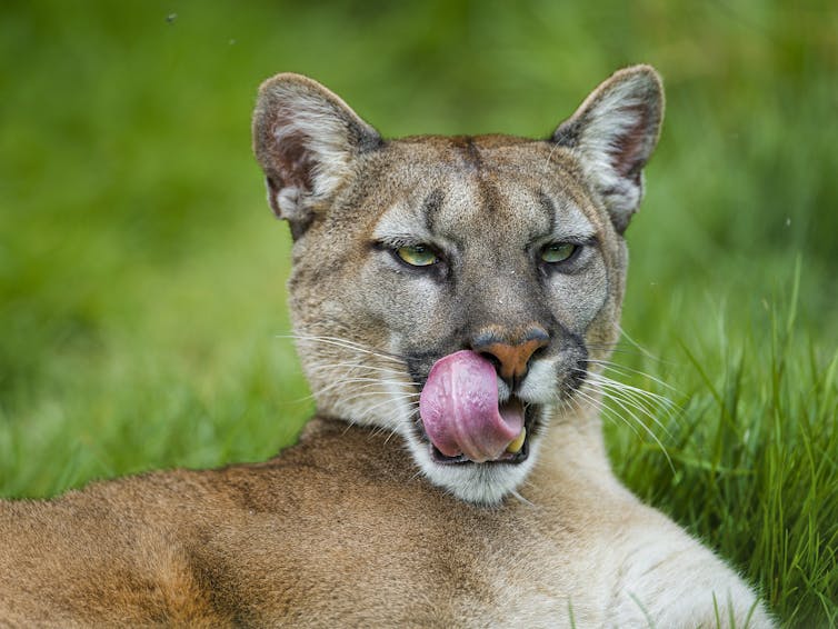Cougar licks its lips