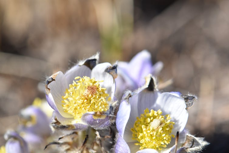 Prairie crocus flowers with singed petals