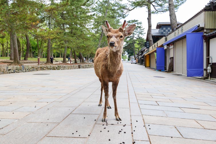 Small deer in deserted street beside shuttered shops