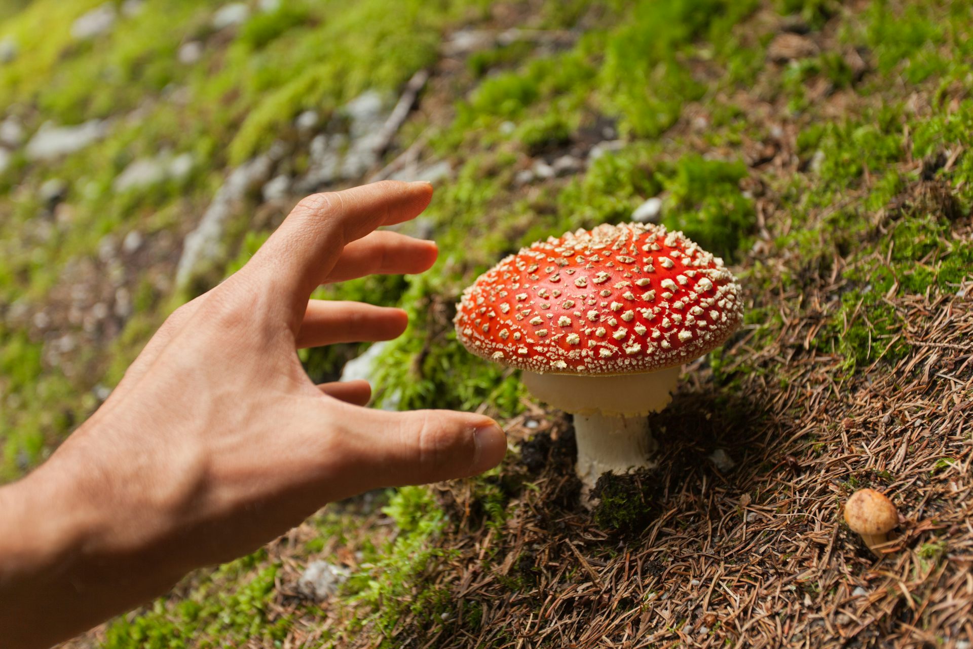 'From Magic Mushrooms To Big Pharma' – A College Course Explores Nature ...