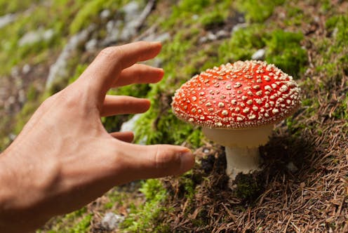 'From Magic Mushrooms to Big Pharma' – a college course explores nature's medicine cabinet and different ways of healing